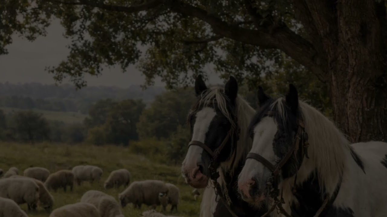 The Shepherd lad