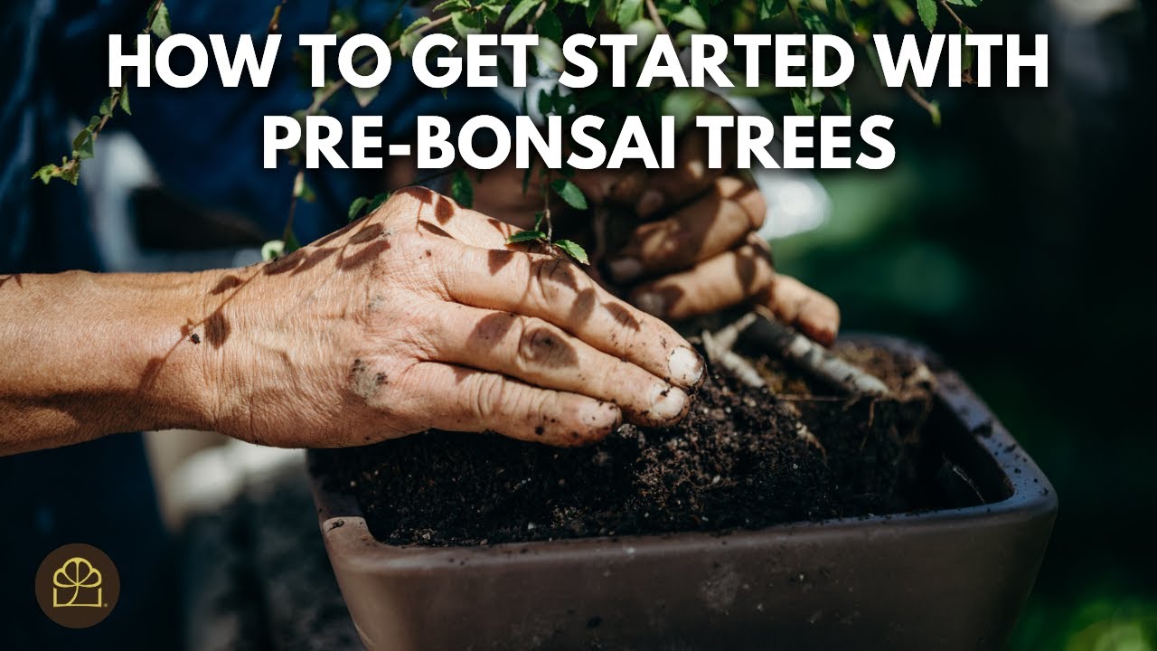 Как ухаживать за вашим BH Pre-Bonsai | Чего ожидать и как начать