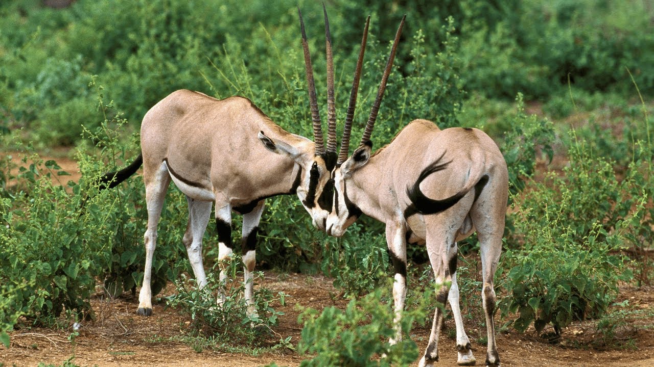 East African oryx (Oryx beisa)