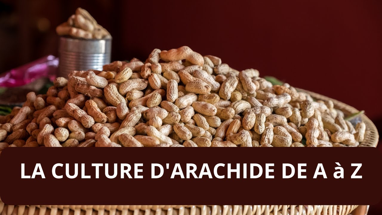 COMMENT CULTIVER L'ARACHIDE EN AFRIQUE
