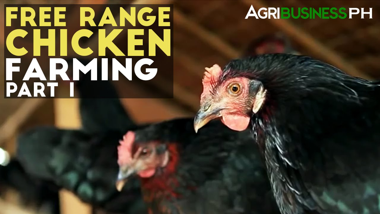 Free Range Chickens Farming Part 1 : Free Range Chickens Farming | Agribusiness Philippines