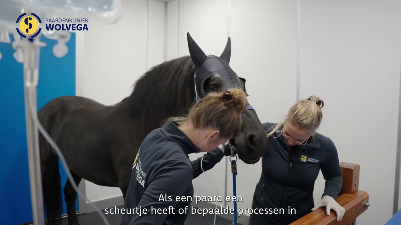 Paardenkliniek Wolvega - Staande MRI