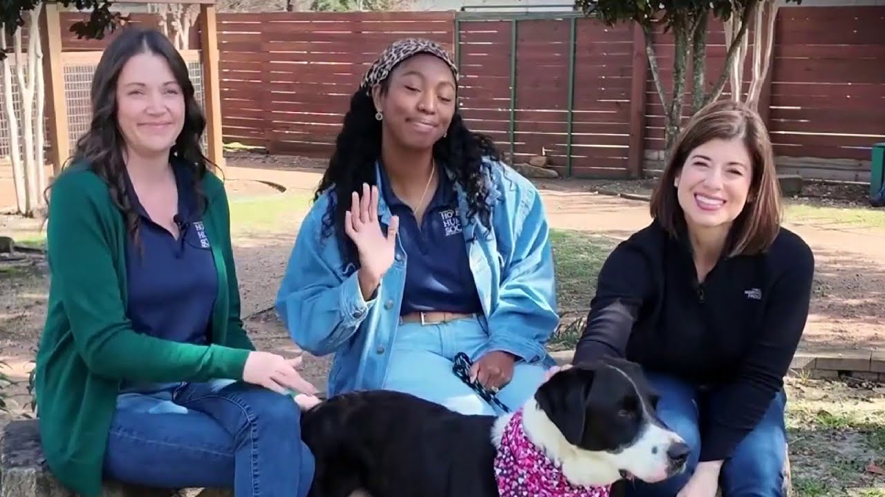 Pets are currently available for adoption at Houston Humane Society