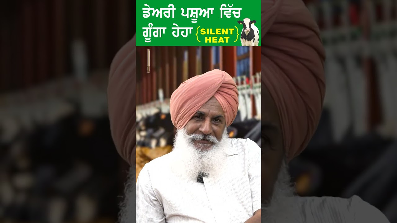 ਡੇਅਰੀ ਪਸ਼ੂਆਂ ਵਿੱਚ ਗੂੰਗਾ ਹੇਹਾ : ਨਿਸ਼ਾਨੀਆਂ ਅਤੇ ਸਾਵਧਾਨੀਆਂ | Silent Heat- How to Detect?