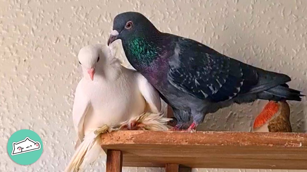 Good Girl Fell In Love With Bad Boy. A Pigeon Love Story That Soared | Cuddle Buddies