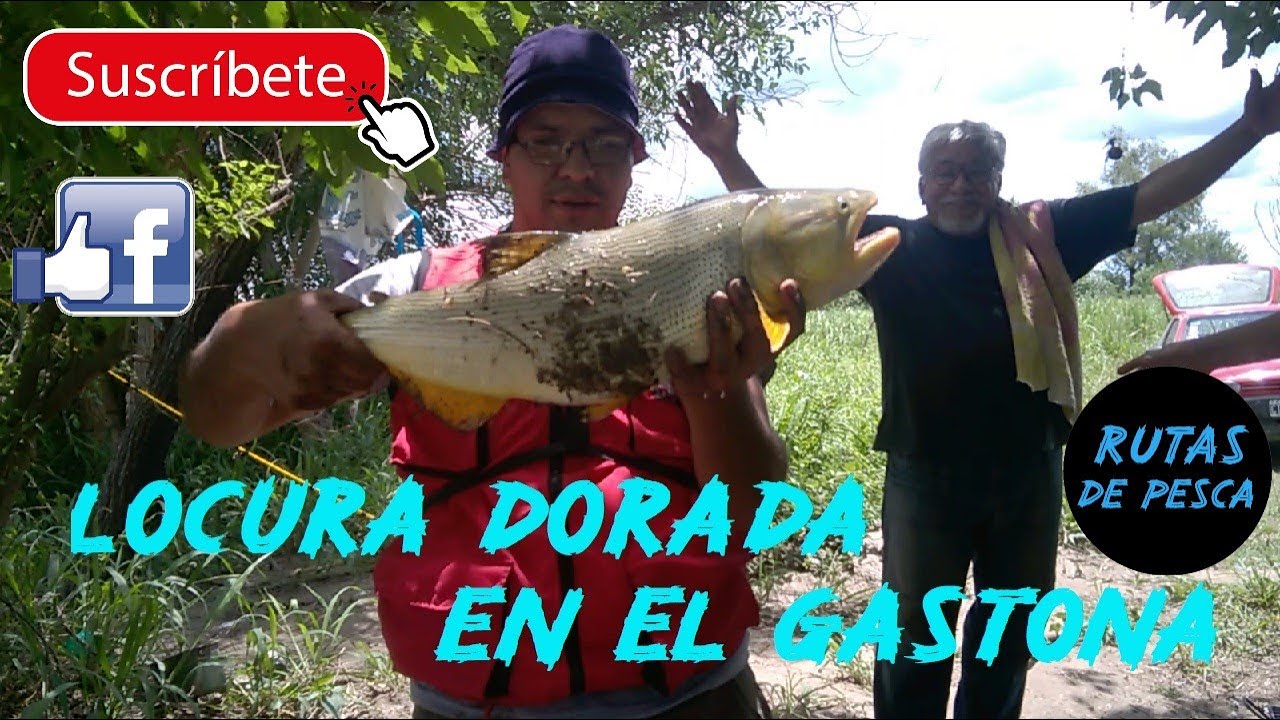 Encontramos el CARDUMEN 🐟🐟 || INCREIBLE PESCA DE DORADOS 💪💪 || TIRO a TIRO || Pesca y Cocina 2021