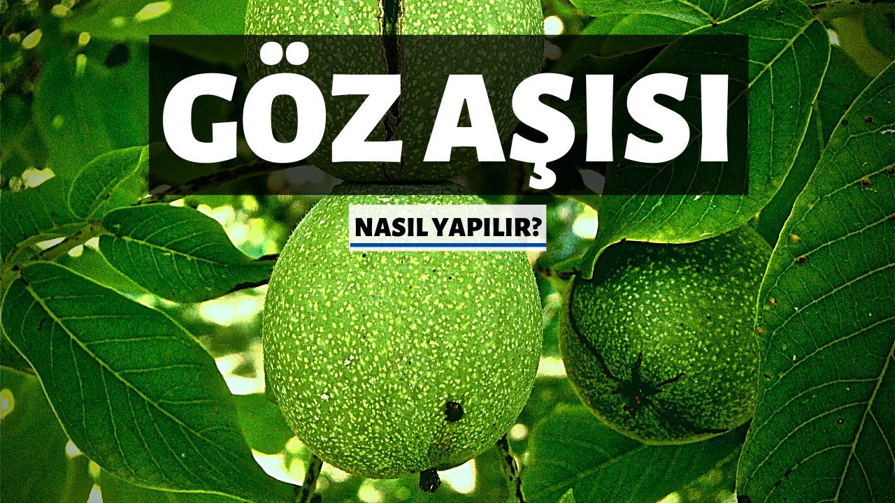 GÖZ AŞISI NASIL VE NE ZAMAN YAPILIR ? - CEVİZ AŞISI 2020
