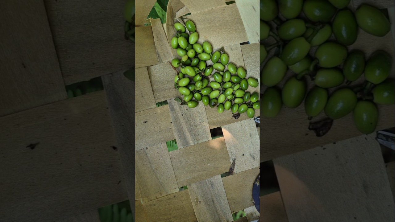 🧂 🌿 Foraging Spicebush Berries