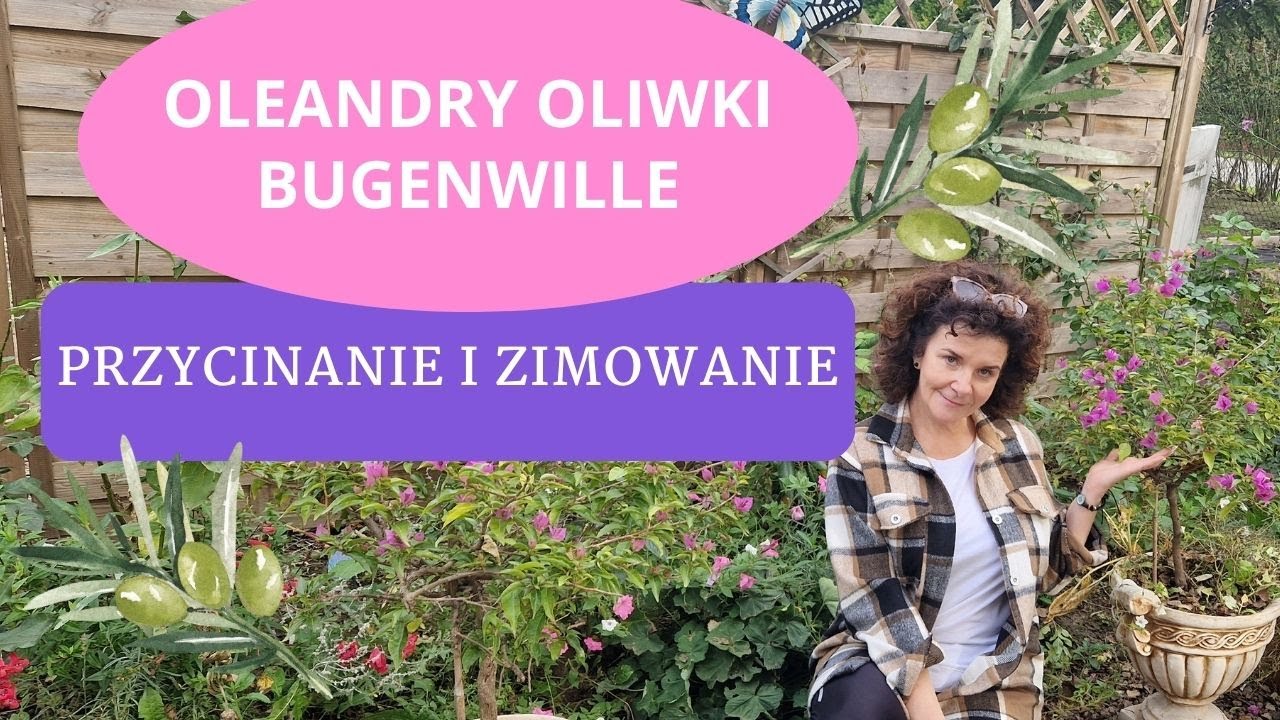 Jak ciąć i zimować oleandry, bugenwille, oliwki - przechowywanie i przycinanie oleandrów i oliwek