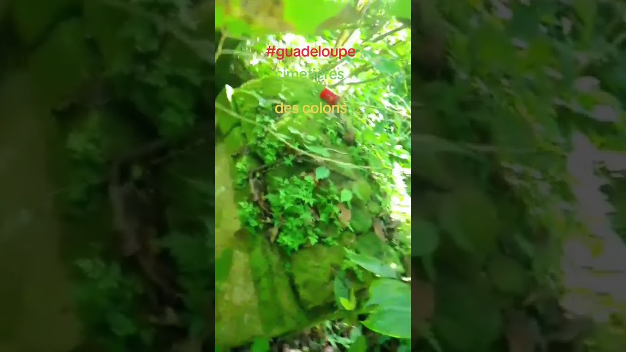 Des tombeaux abandonnés dans un bois à Ballif ...