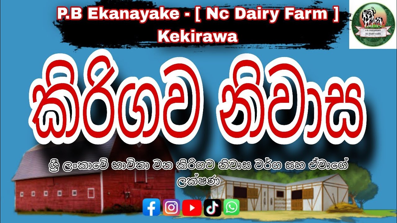 🔴 කිරිගව නිවාස || Dairy Houses || 2025.10.09 || #dairyhouses 