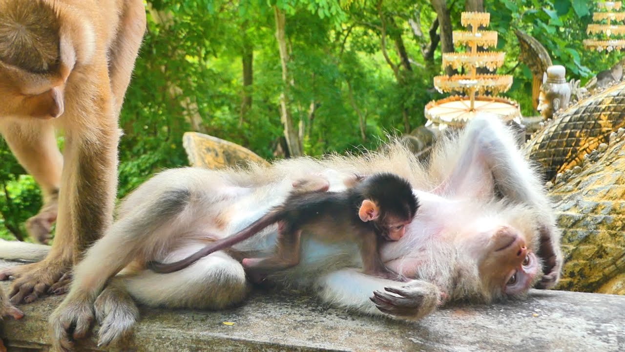 Mommy monkey Teva looks so low power need rest while baby monkey Tessa continues open milk.