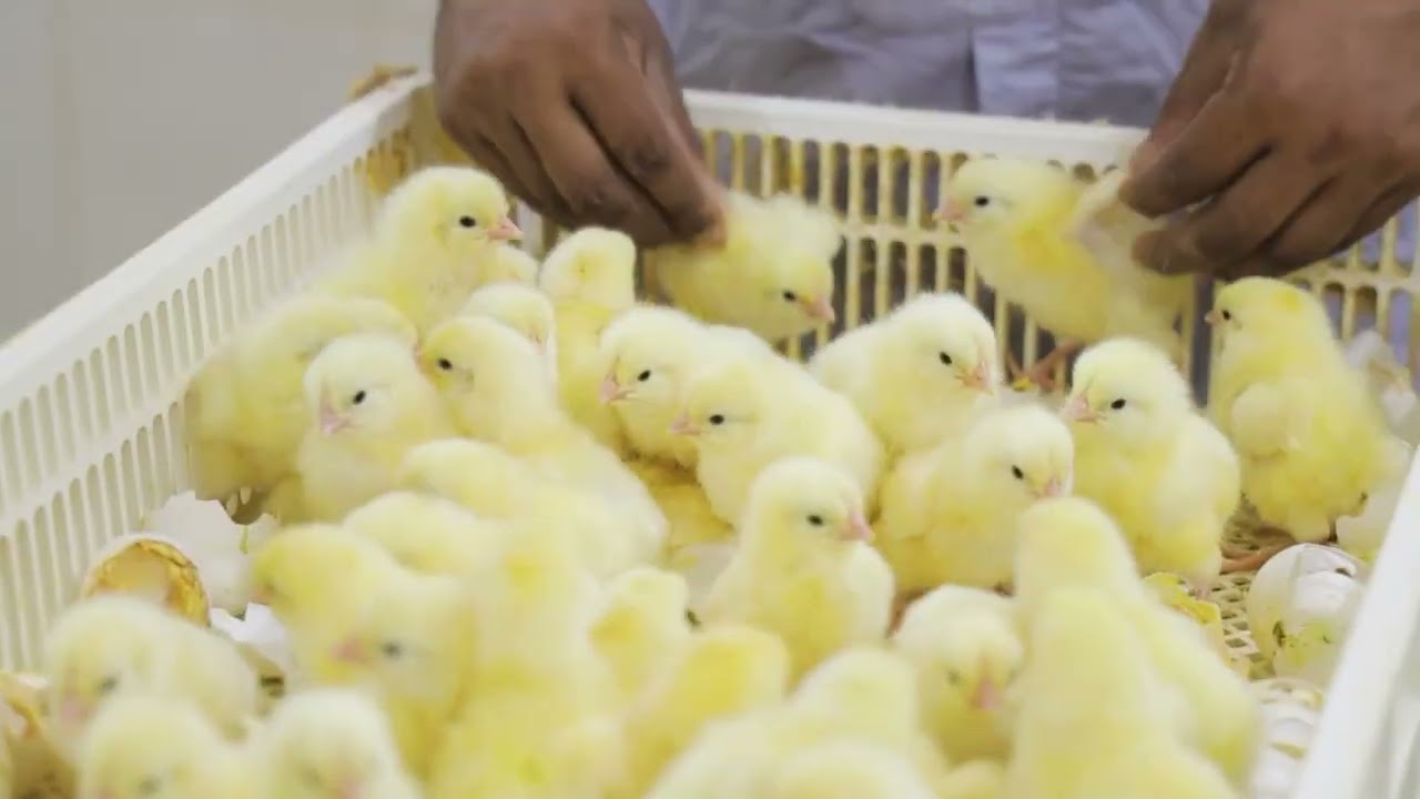 الشركة العربية لأمات الدواجن - السعودية