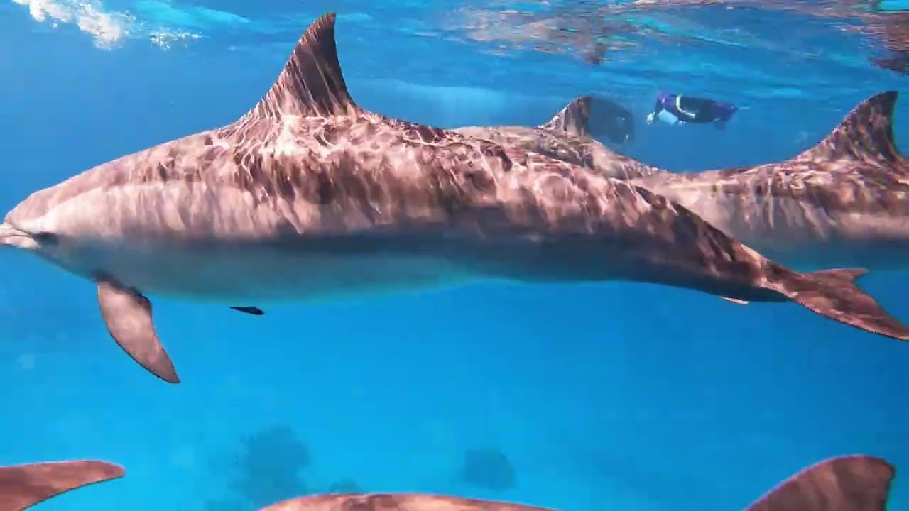 Satay Reef Dolphins 2022