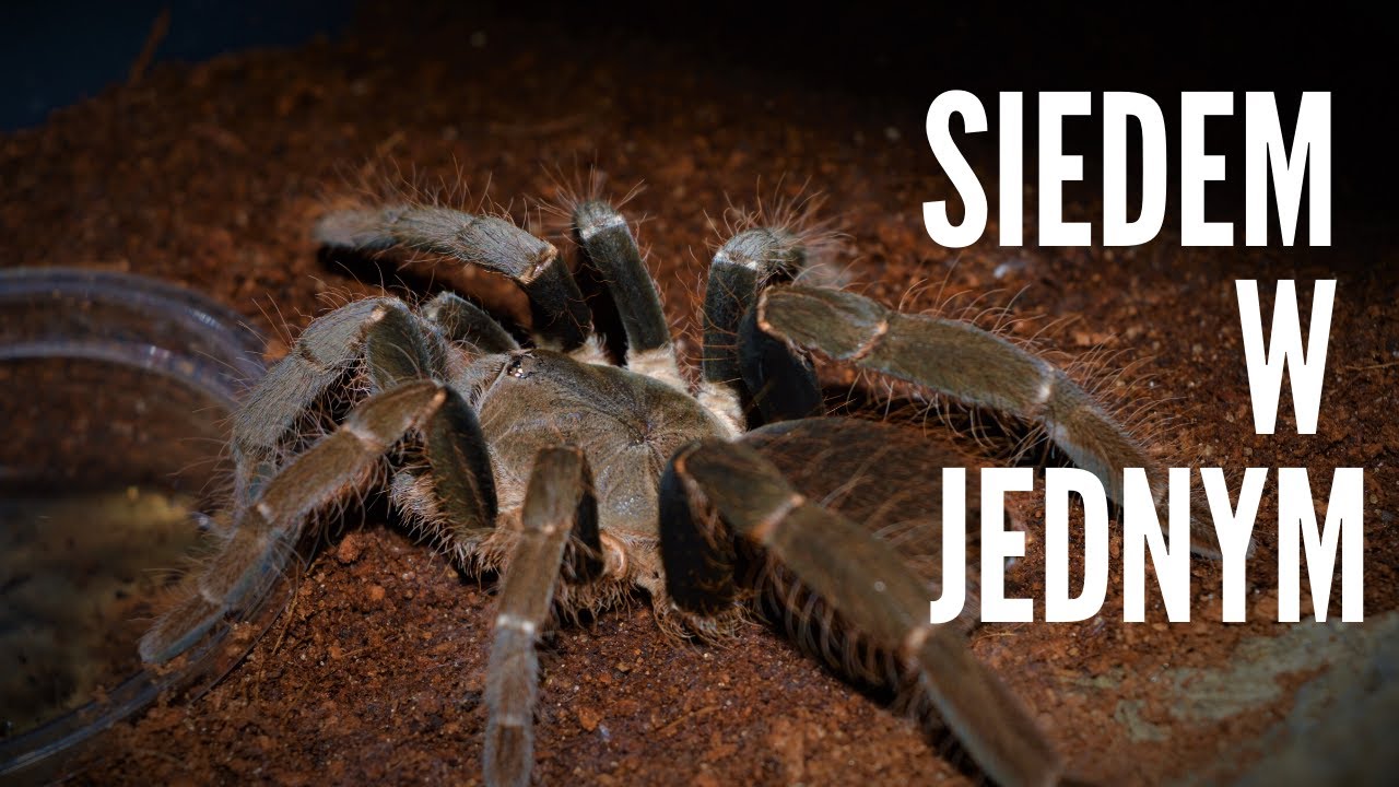 GRUPOWA AFRYKA, czyli Hysterocrates gigas - info gatunkowe + ZAPOWIEDŹ KONKURSU