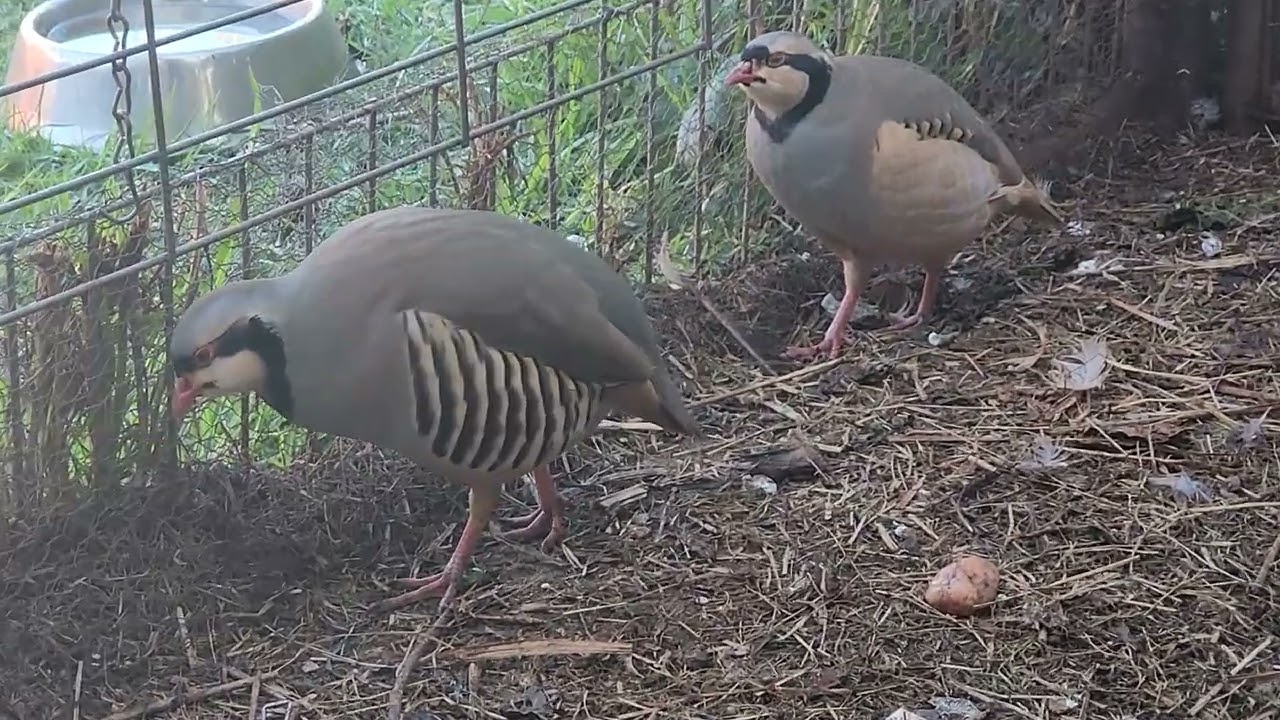 Chukar Partridge Call Sound