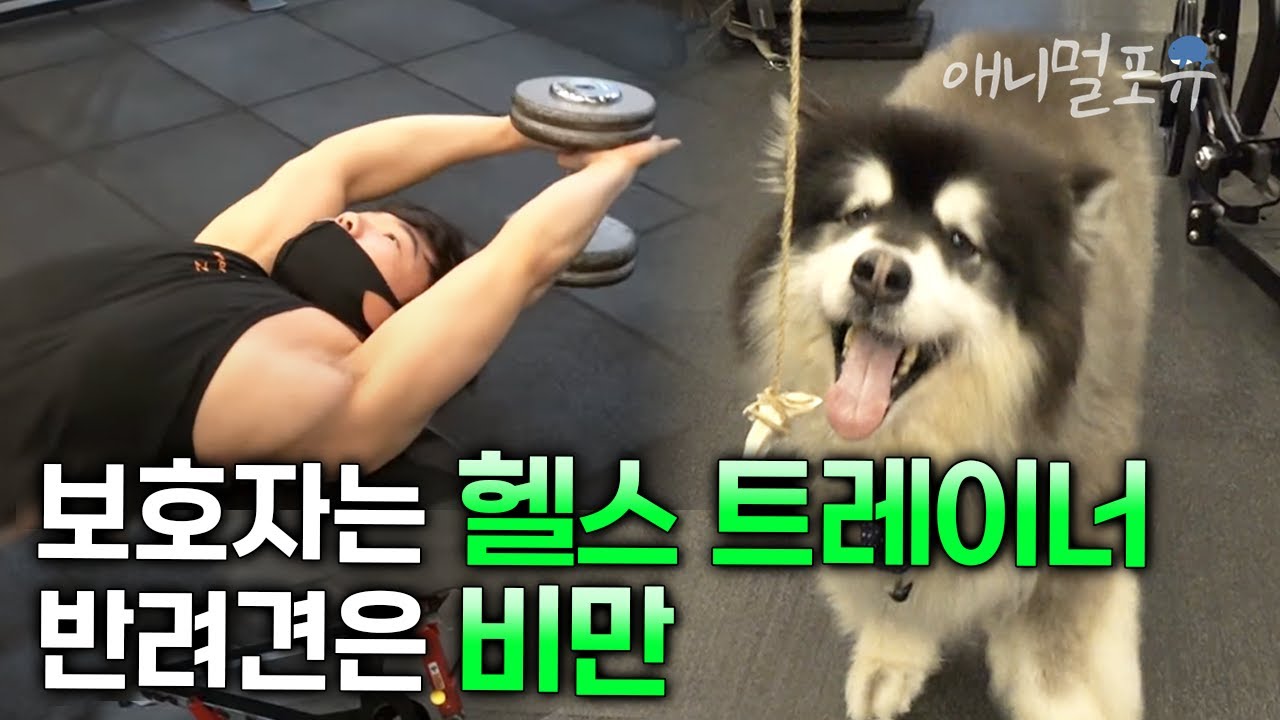 헬스장에 매일 출석하는데 비만인 회원?! 몸짱 아빠와 비만견, 우리는 환장의 짝꿍🐶 | KBS 생활의 발견 201102 방송