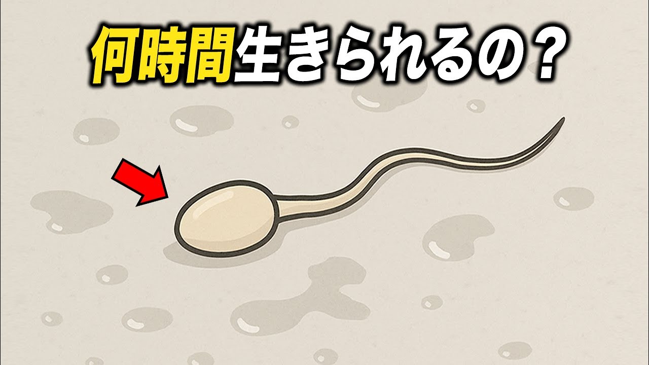 精子は体外でどれくらい長く生きているの？(実験してみた)