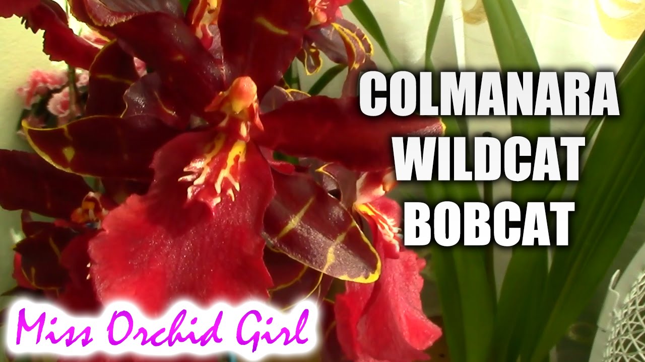 Colmanara (Oncostele) Wildcat Bobcat