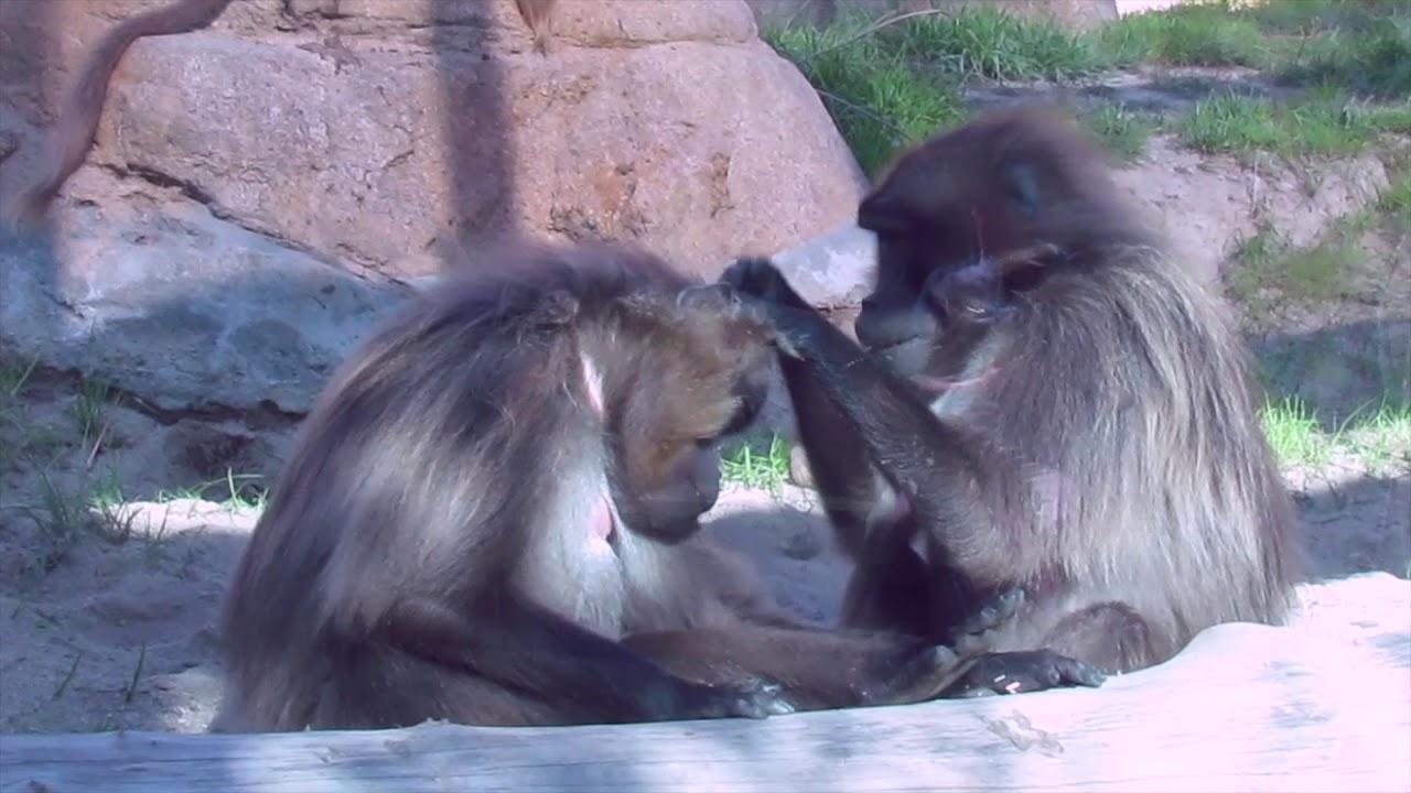 Gelada Observation Video