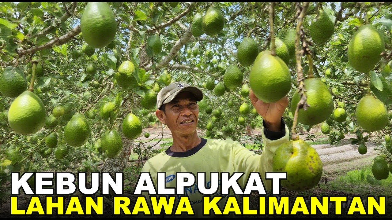 BUAH PERJUANGAN PAK HERI ASAL MALANG, 12 TAHUN BERKEBUN DI LAHAN TRANSMIGRASI KALIMANTAN UTARA