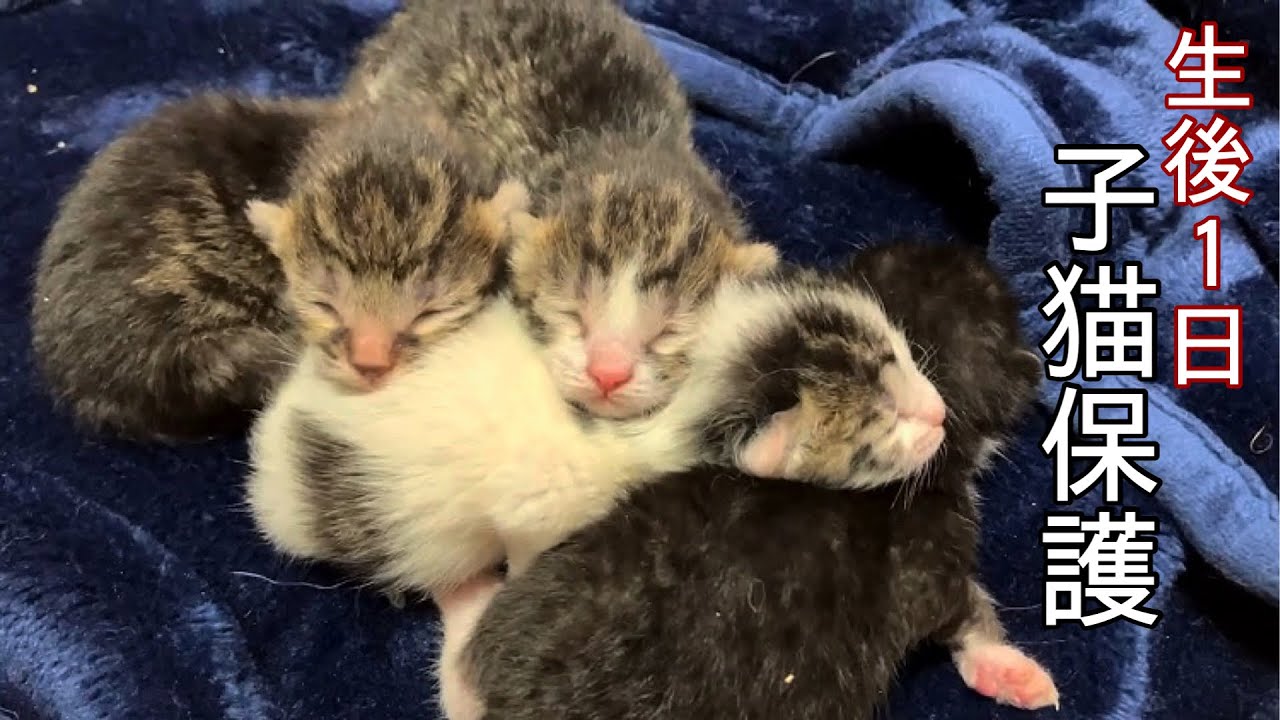 生後1日の子猫を保護しました！