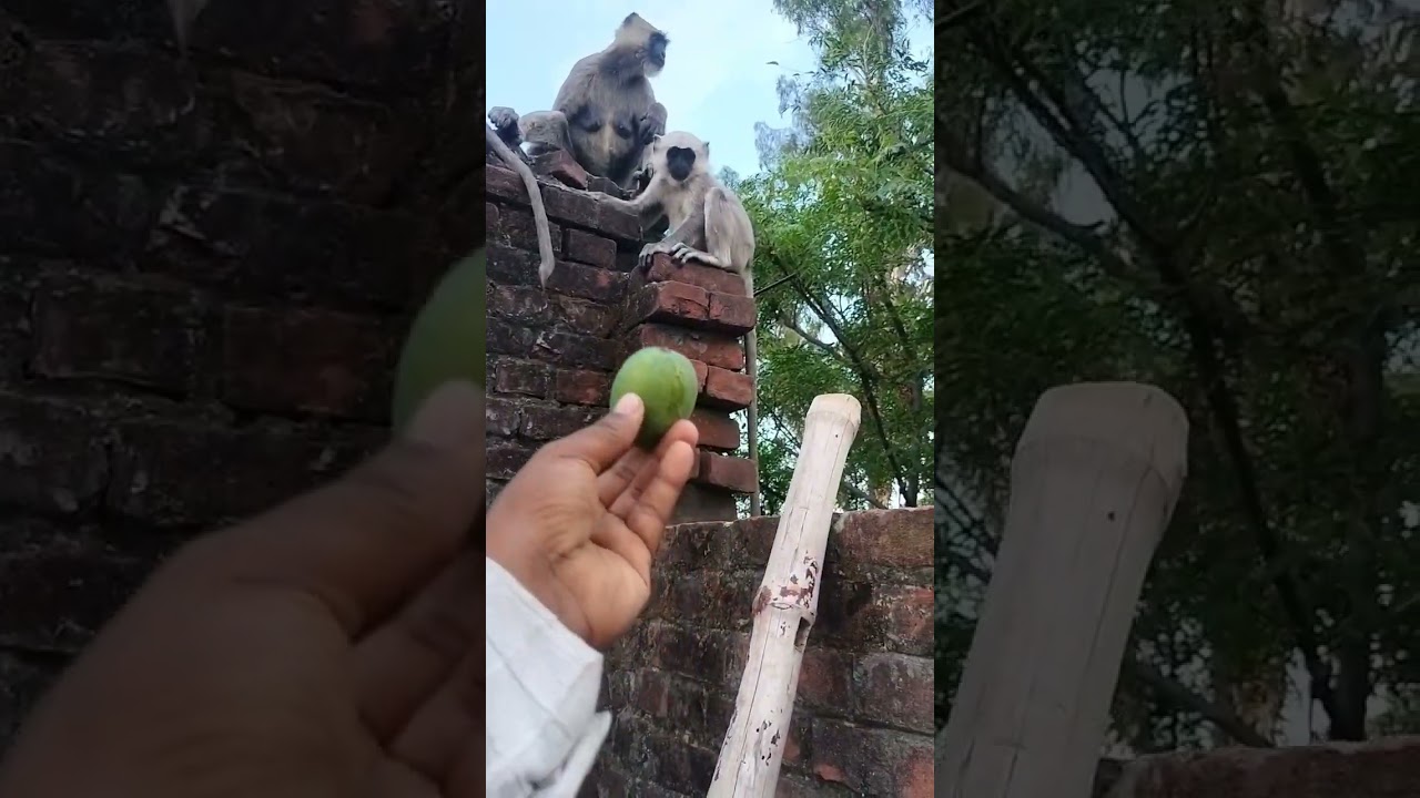monkey eat mango#