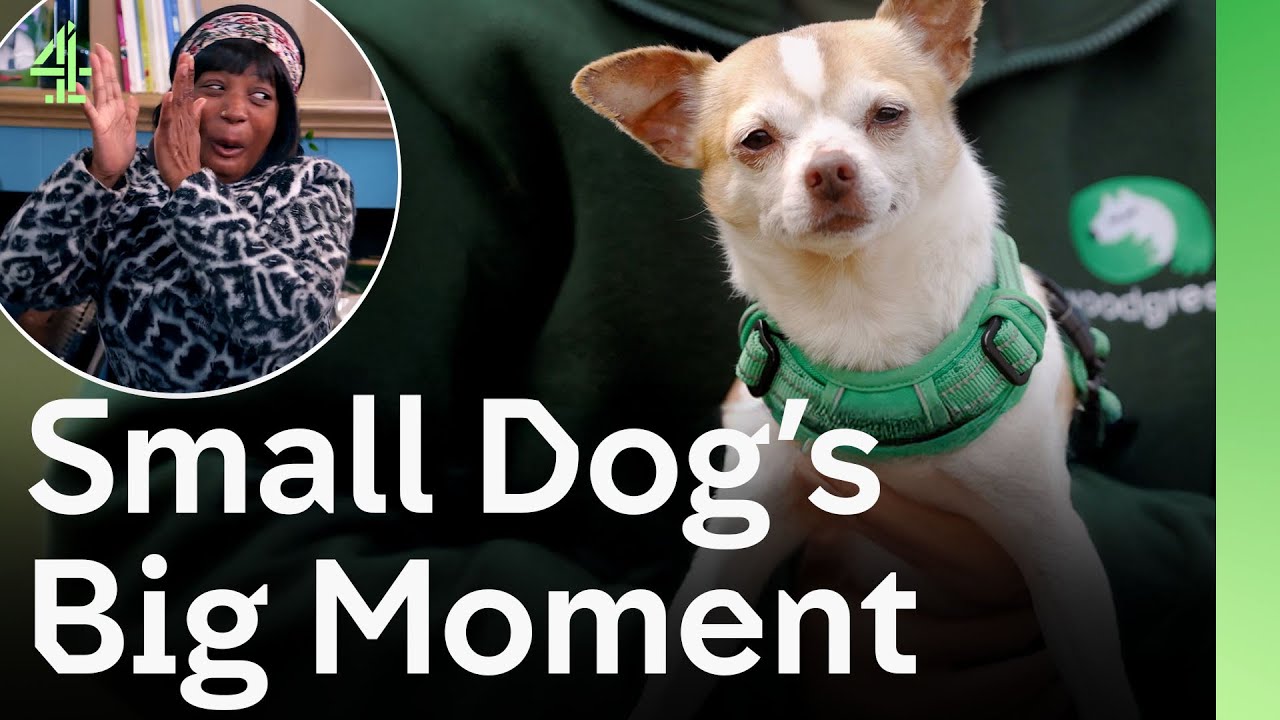 Small Dog Has Big Moment Lifting Woman’s Spirit When She Needed It Most | The Dog House 🐶
