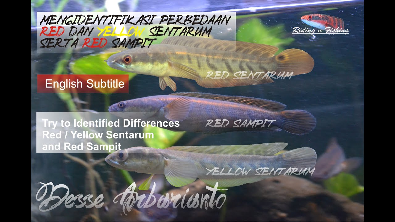 Channa Marulioides - Mengenali Perbedaan Red/Yellow Sentarum dan Red Sampit Part I (English Sub)