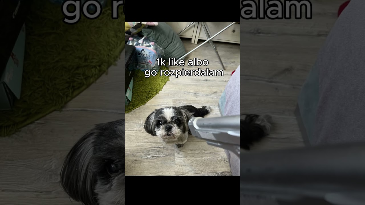 Macie 24 godziny na wykonanie celu  #dc #ytshorts #shortvideo #jd #pies #dog #zwierzęta