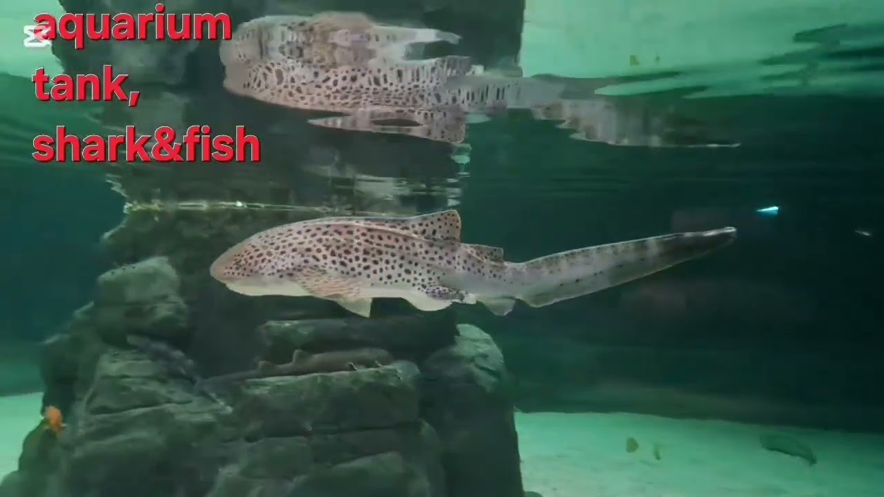 END,SHARK,STINGRAY,FISH IN AN AQUARIUM TANK, (OCEAN PARK HK)