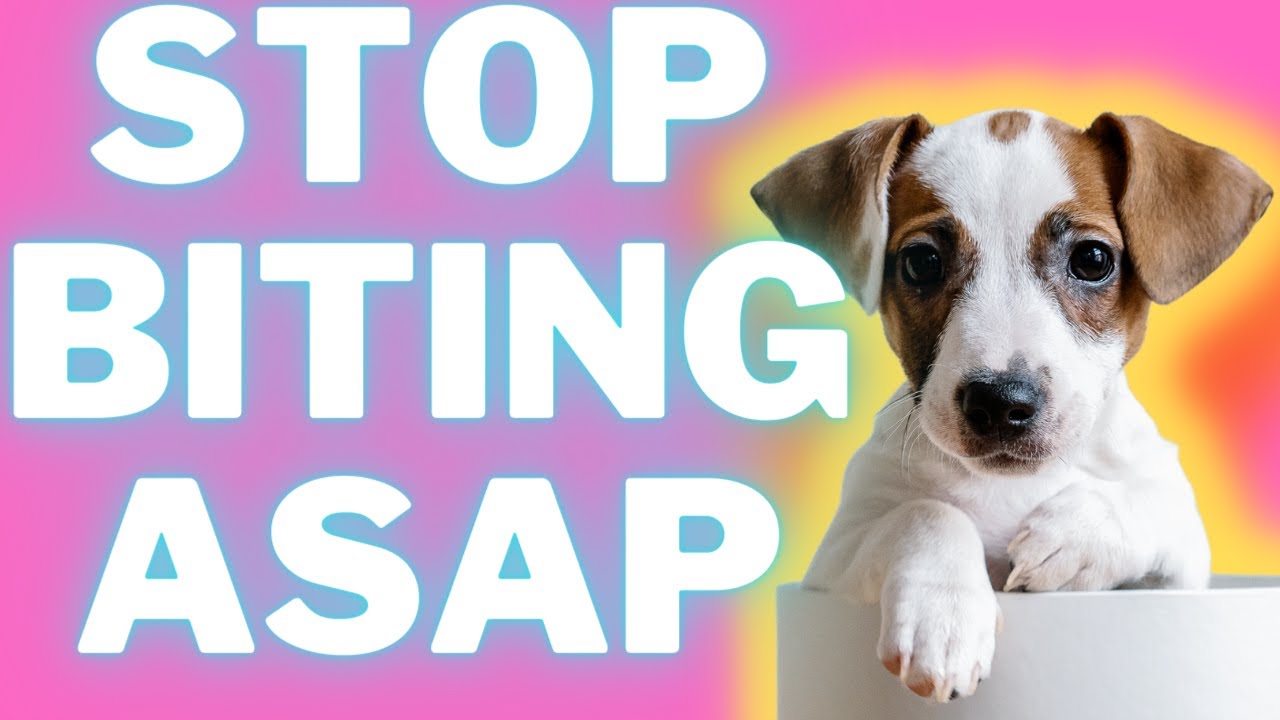 Biting and Nipping With Jack Russell Terriers: How To Stop It + Tips (#terrierowner)
