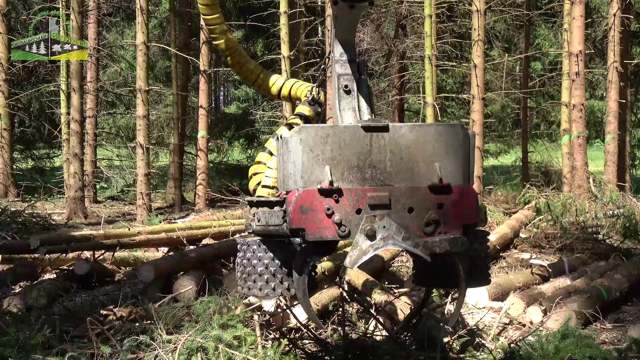 Erstdurchforstung mit Schwachholz-Harvester | Forstbaumschule Stingel
