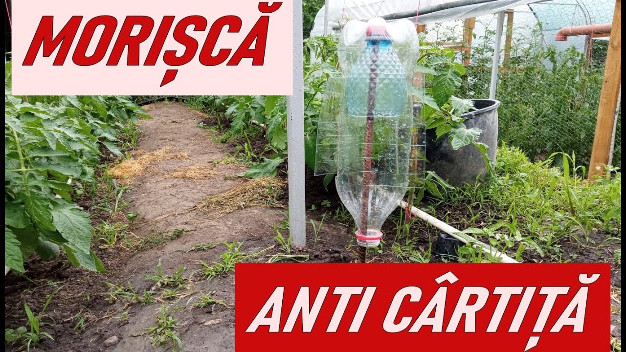 Morișcă anti cârtiță din PET  (MODIFICATĂ)