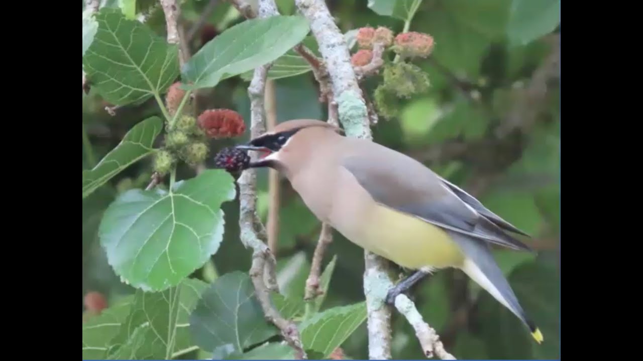 Making Your Yard Bird and Pollinator Friendly by Kathy Rigling and Susan Thome-Barrett