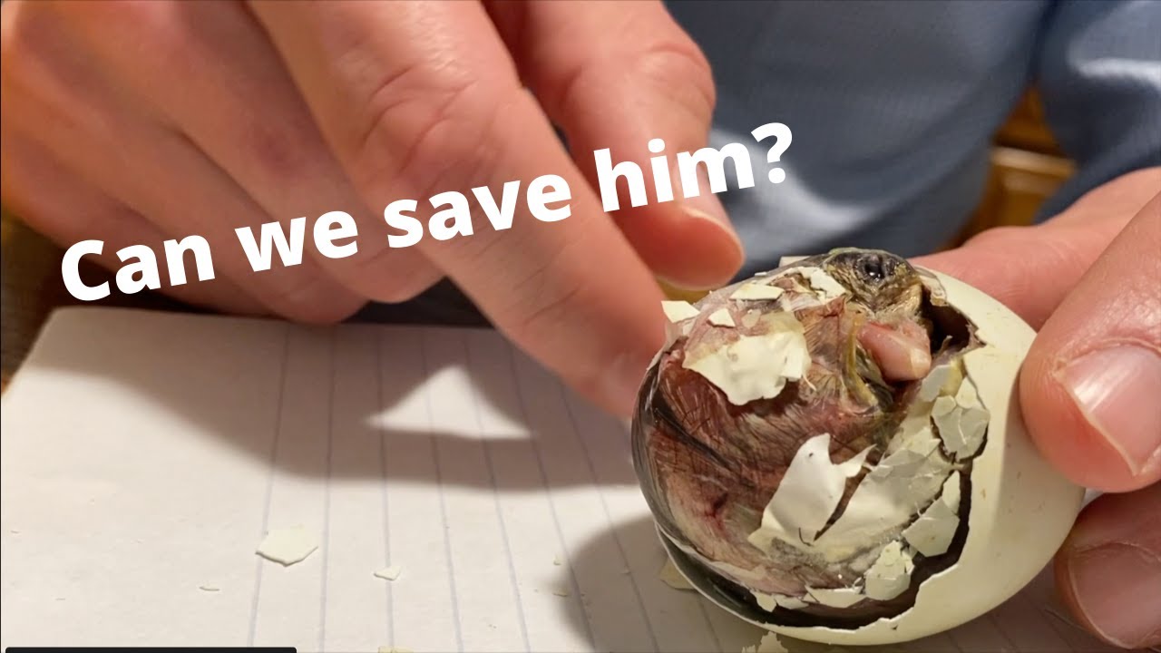 Bloody Chick STUCK in EGG while trying to HATCH! Should we HELP it? INTENSE!