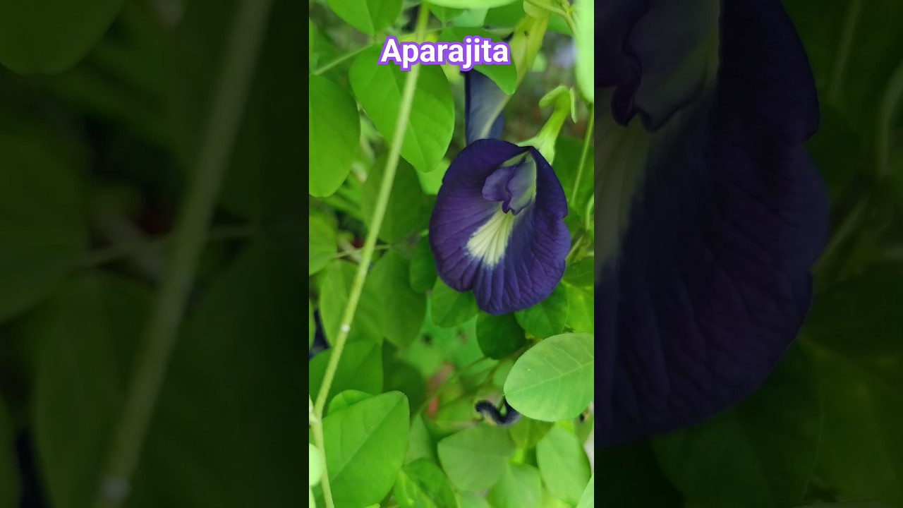 aparajita Asian pigeonwings, bluebellvine, blue pea, butterfly pea, cordofan pea or Darwin pea