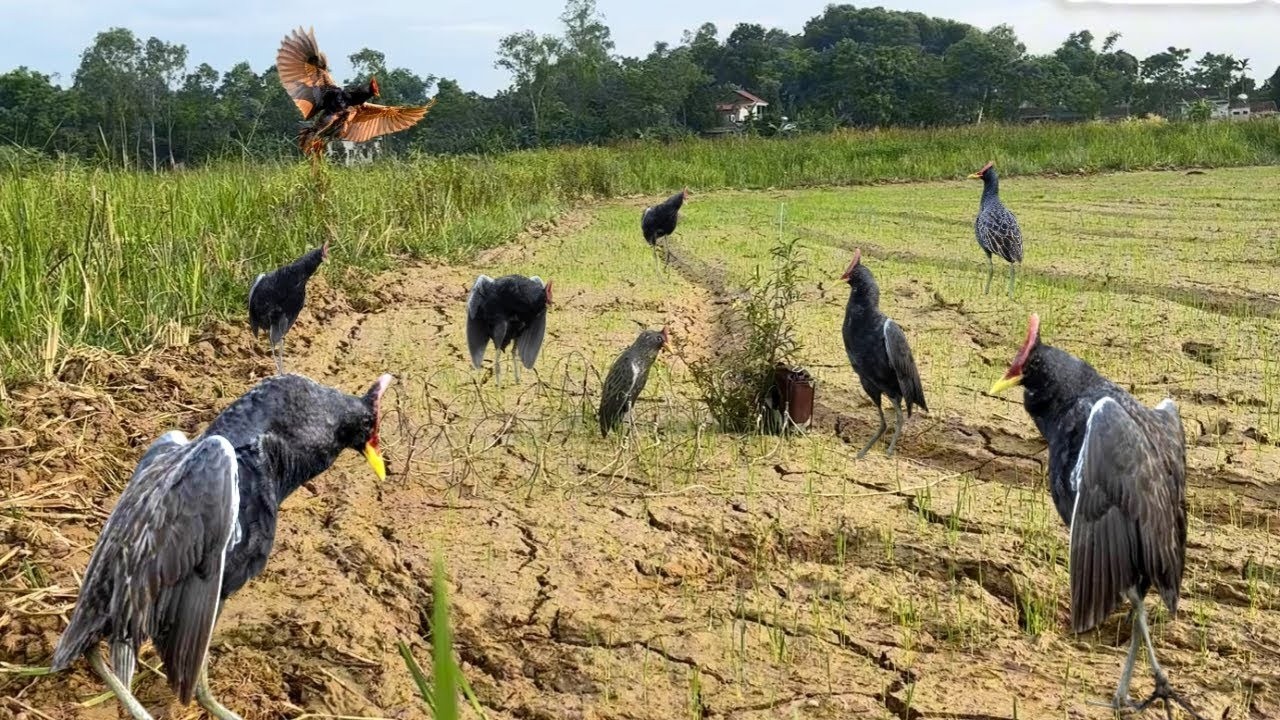 Traditional Bird Catching Skill of Village People! Unbelievable Bird Trap #The_Bird_Kingdom