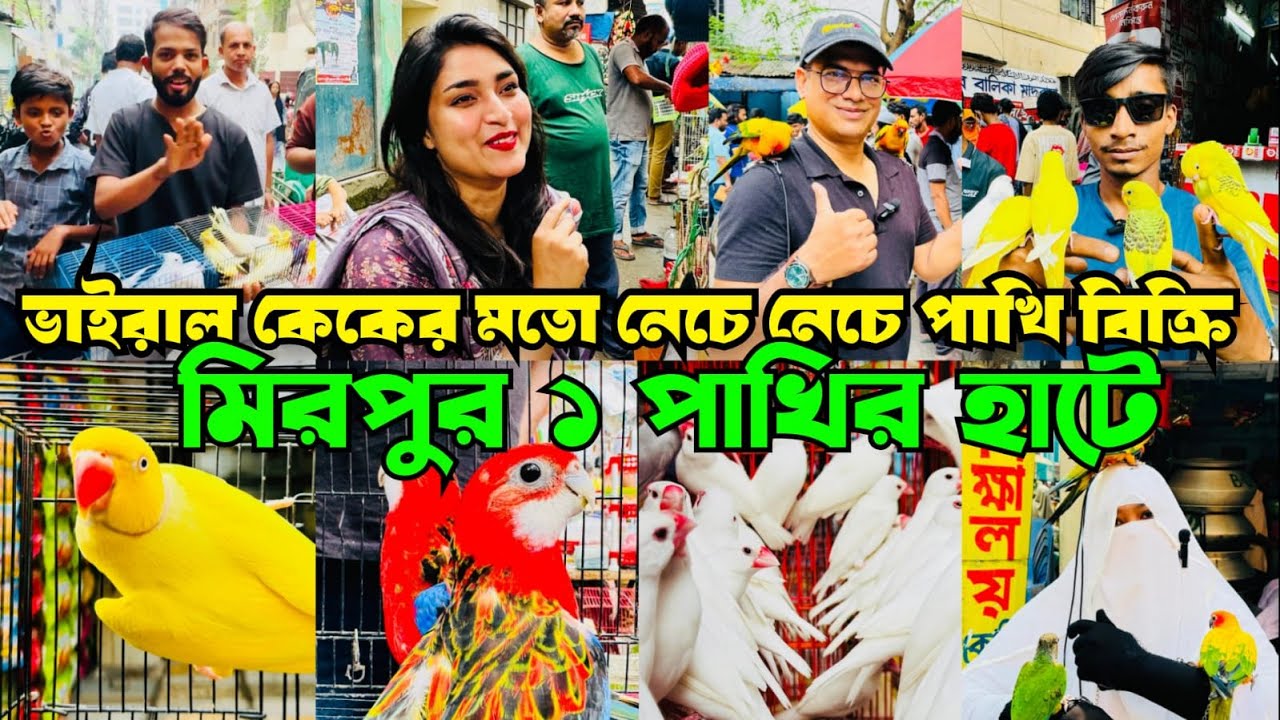 ভাইরাল কেকের মতো নেচে নেচে পাখি বি*ক্রি মিরপুর ১ পাখির হাটে | Mirpur 1 Pakhir Hat  #viral