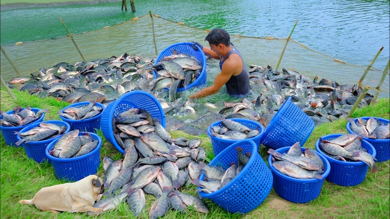 Harvest Black Tilapia Fish For Market - Cook Pickled Mustard Greens Braised Tilapia - Grow  Onions