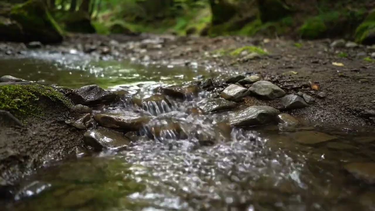 Gentle Forest Stream ASMR for Deep Sleep