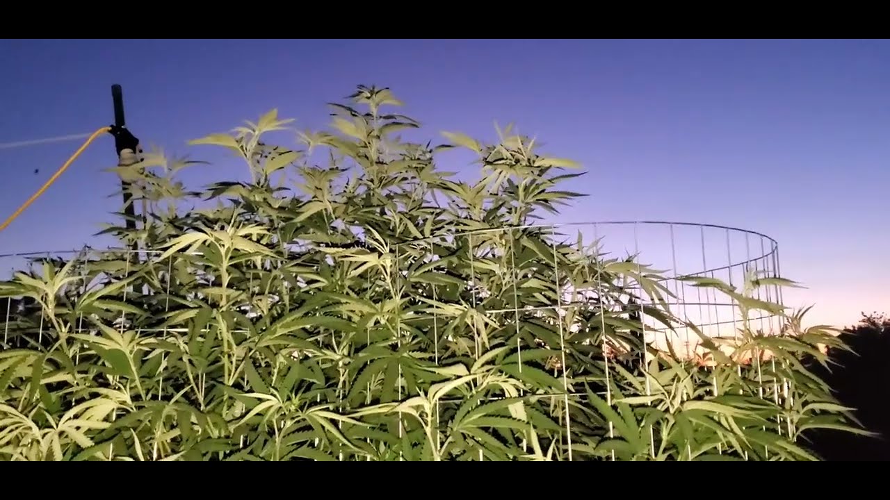 Outdoor Cannabis Grow (August update 2020)