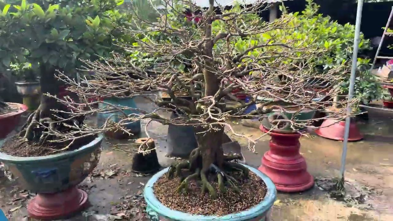 LÃI LÁ CHO KHÁCH- 4 NGÀY BUNG VỎ TRẤU-THỜI TIẾT KHÁ THUẬN LỢI CHO MAI VÀNG 