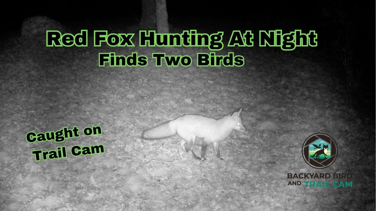 Red Fox Hunting at Night #fox #coyote #trailcam #rhodeisland #nature #subscribe