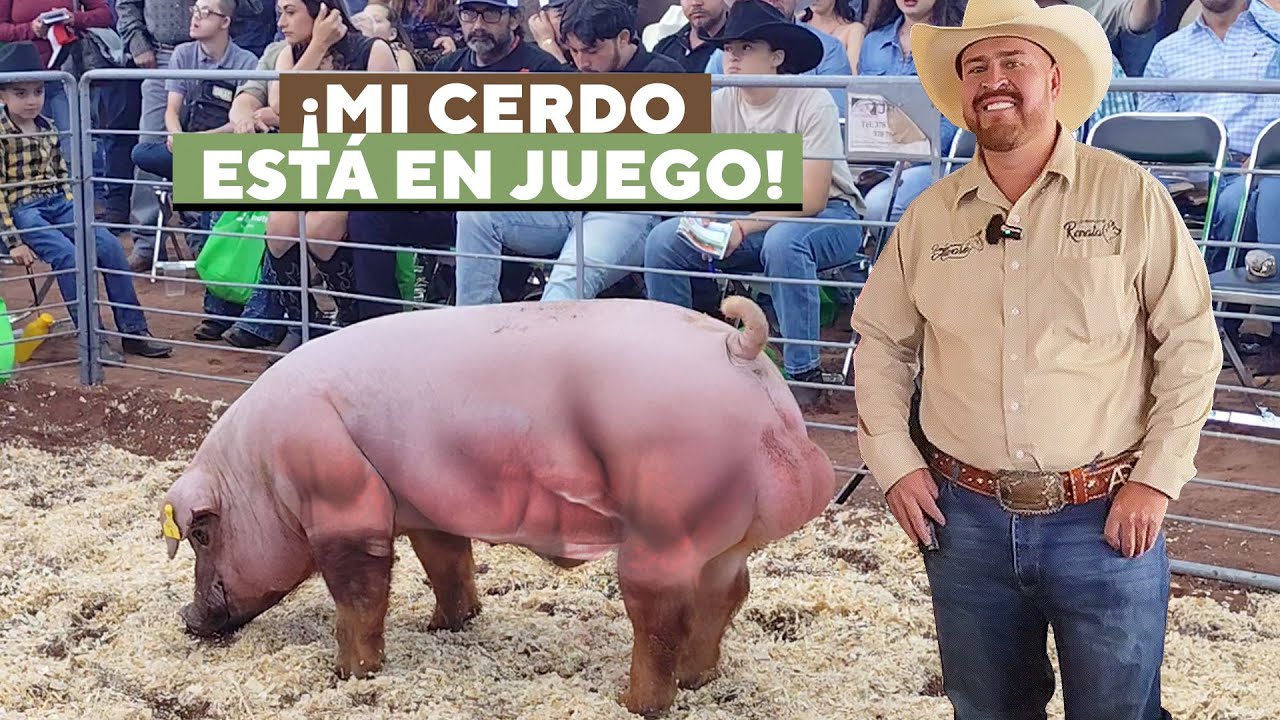 El Reto Genético: Mi Cerdo Compite Cara a Cara en la Gran Subasta