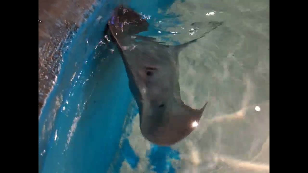 Antalya akvaryum 