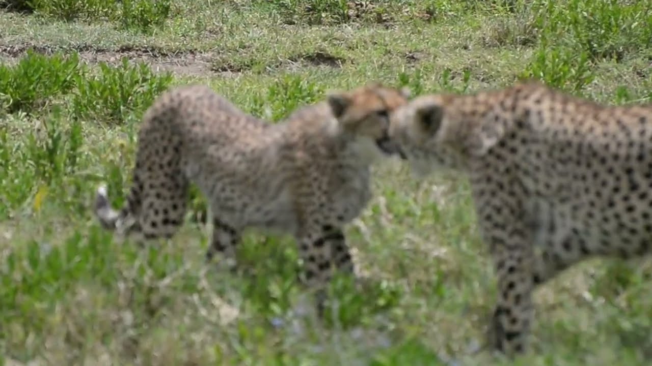 Safari Tanzania, Africa  Lake Manyara National Park Serengeti National Park