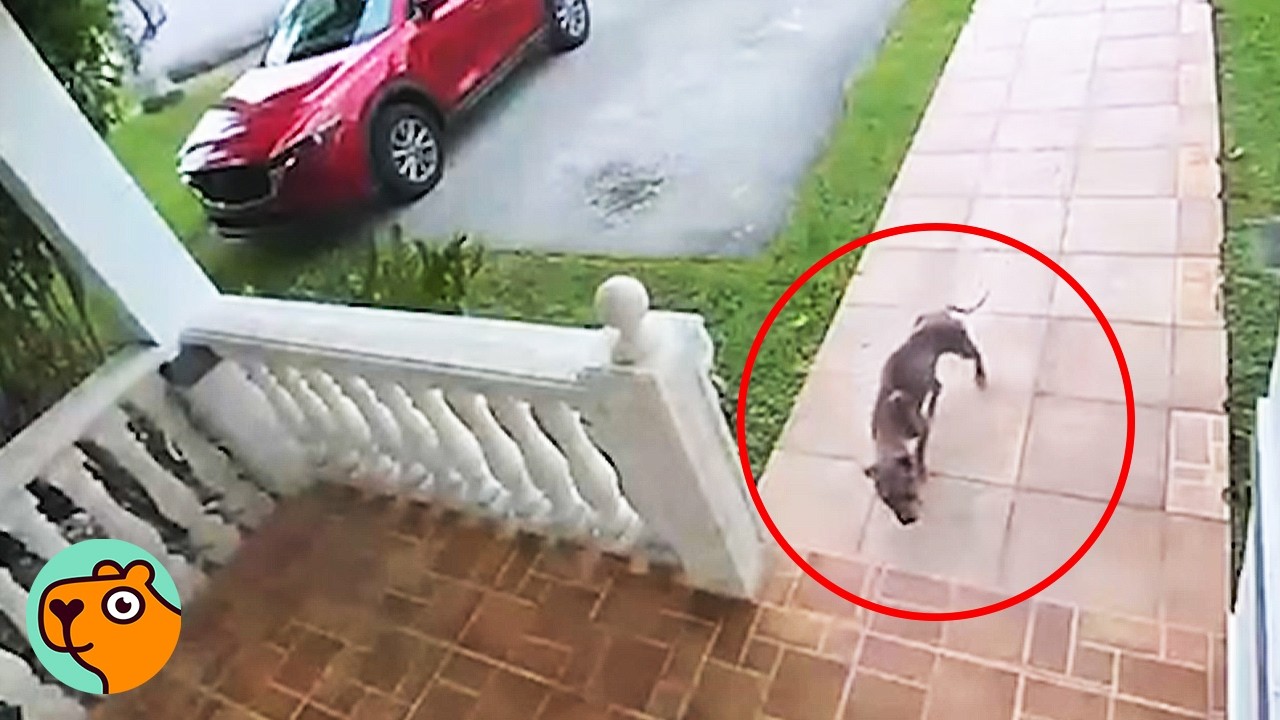 Stray Dog Goes Door To Door To Cry For Help | Cuddle Buddies