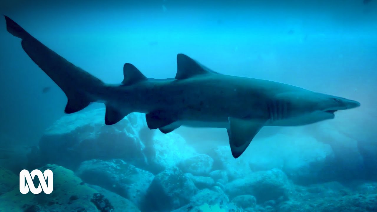 Grey nurse sharks: are the &lsquo;labradors of the sea&rsquo; thriving? 🦈| ABC Australia