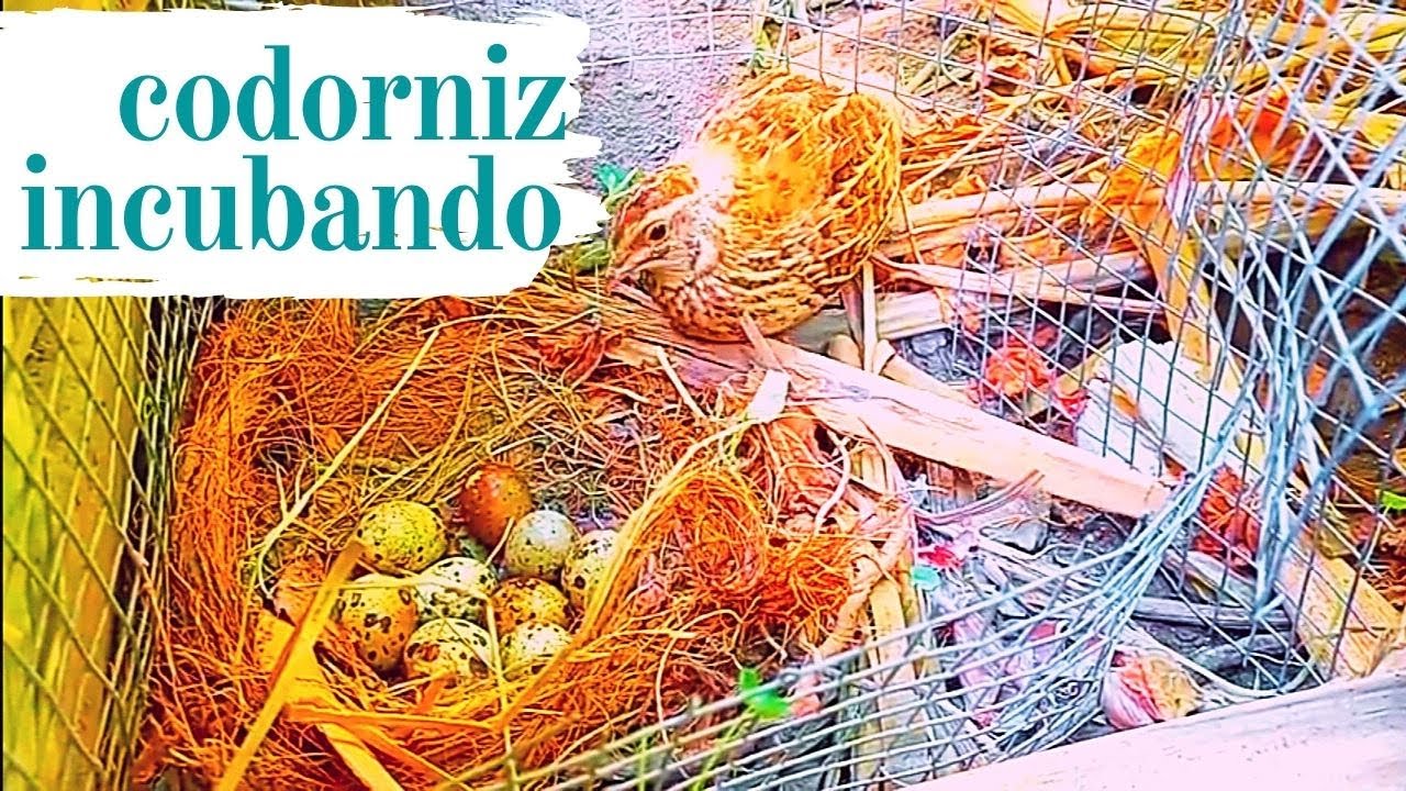 CODORNIZ INCUBACION AL NATURAL  el mejor consejo y facil